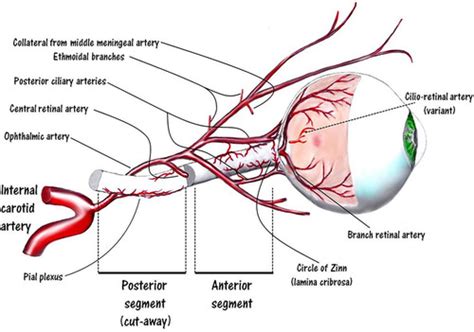 Ophthalmic Artery And Optic Nerve