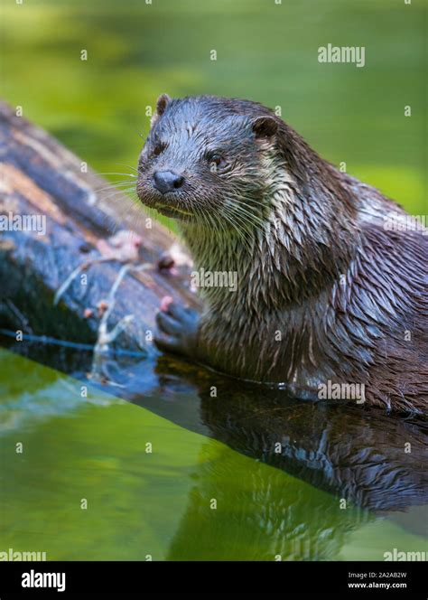 Uni N Nutria Lutra Lutra Tambi N Conocida Como La Nutria