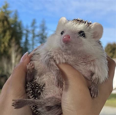 Hedgehog Of The Day On Twitter Monday Th January