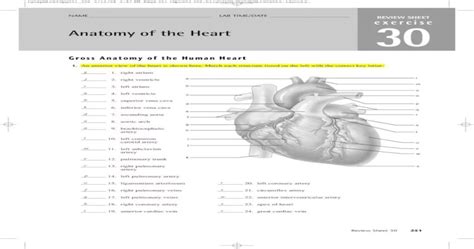 Review Sheet Exercise 30 Anatomy Of The Heart Aliya