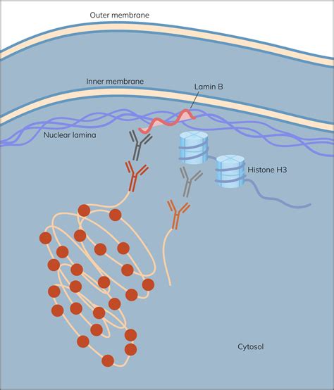 Histone H And Lamin B Navinci