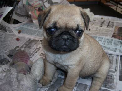 The Pug Barn - 2011 Puppies