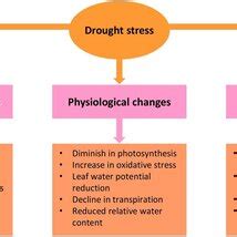 Heat Stress Effect On Wheat Physiological Biochemical And