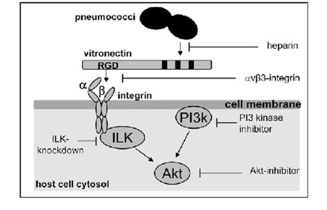 Schematic Model Of The Vitronectin V Integrin Mediated Invasion