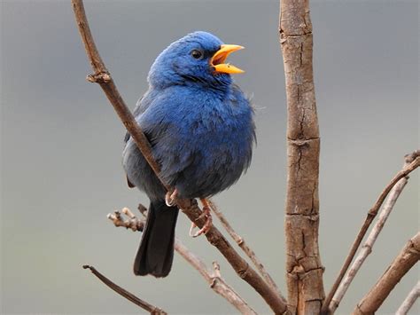 Blue Finch - eBird