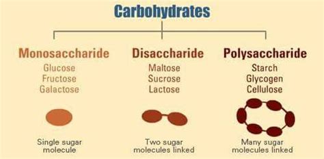 Pin by Doris Berry on Recipes | Biochemistry, Carbohydrates, Organic chemistry study