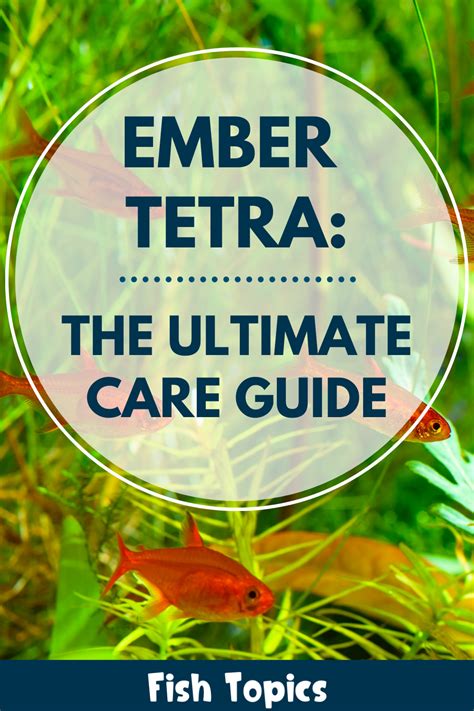 Ember Tetra The Ultimate Care Guide Artofit