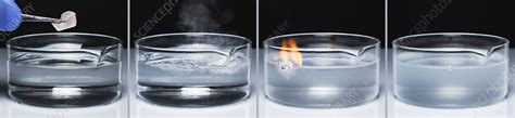 Sodium Reacts With Water Stock Image C0504740 Science Photo Library