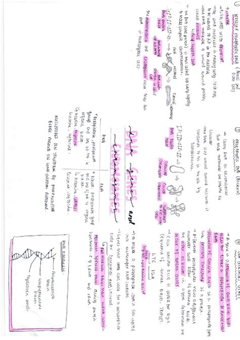 DNA Mindmap Summary Studocu