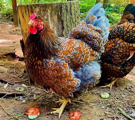 Blue Laced Red Wyandotte: Eggs, Height, Size and Raising Tips ...