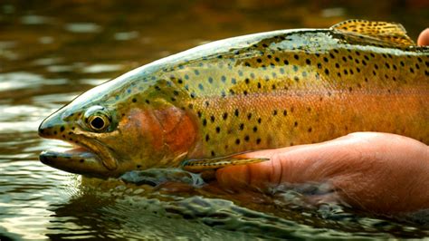 Trout Fishing Techniques To Help You Catch More Nicolafishing