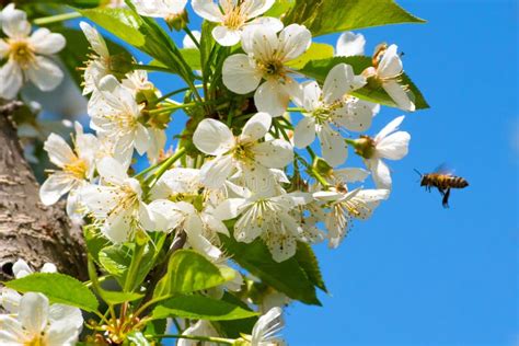 Honey Bee, Pollination Process Stock Photo - Image of pollen, farm ...