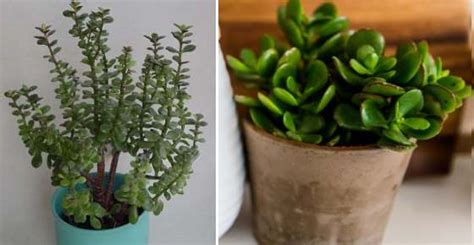 money plant jade plant  jade tree care types