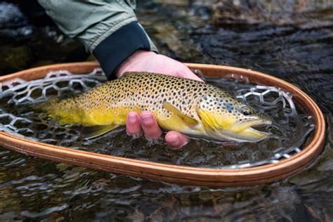 Shop Fly Fishing Nets Fishpond Orvis And More Yellow Dog Flyfishing