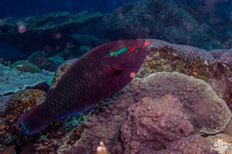 Parrotfish Interesting Facts and Photographs | Seaunseen