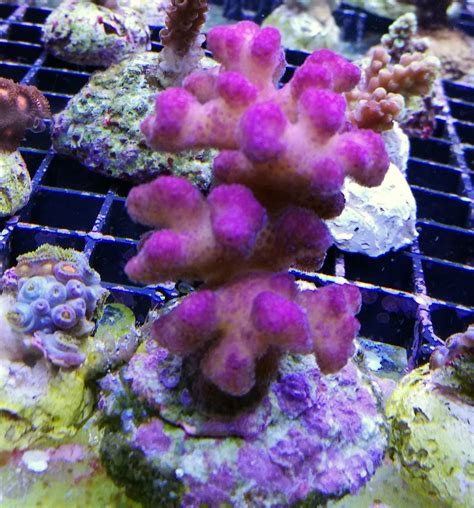 Stylophora Pistillata Fiji Pink Dnz L Meerwasser Outletde