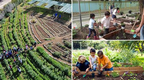 Cómo y por qué iniciar un huerto escolar El Horticultor