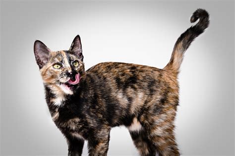 Fotografi Stok Kucing Elang Muda Tricolor Menjilati Studio Latar Putih