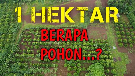 CARA MENGHITUNG JUMLAH TANAMAN DALAM 1 HEKTAR YouTube