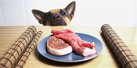 Which Raw Meat Is Best For Dogs