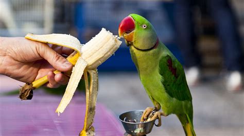 Cute Parrots Parrot Info And Tutorials Covering Health To Training