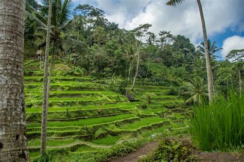 The Tegallalang Rice Terraces on the Indonesian Holiday Island of Bali ...