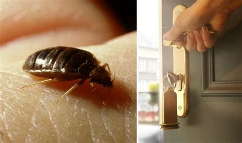 Hotel Holidays Bed Bugs Warning Issued For Hotels And Bandb Stays As Accommodation Opens Travel