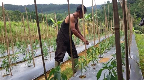 Satu Pohon Cabe Rawit Menghasilkan Berapa Kilo