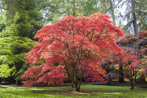 En automne 15 arbres à planter pour de belles couleurs Jardin de