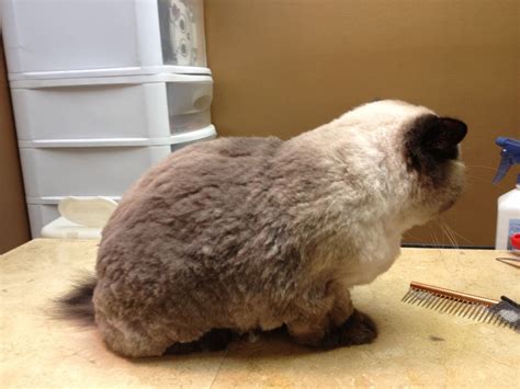 19+ Long Hair Cat Haircut - OsezeOsiasse