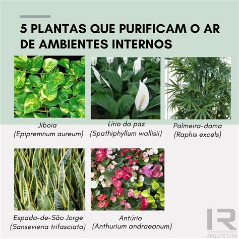 5 PLANTAS QUE AJUDAM A PURIFICAR O AR DE AMBIENTES INTERNOS Plantas