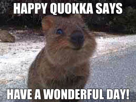 Quokka Happy Meme