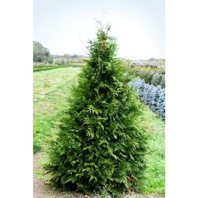 Online Orchards Gal Broadmoor Juniper Shrub Excellent Evergreen