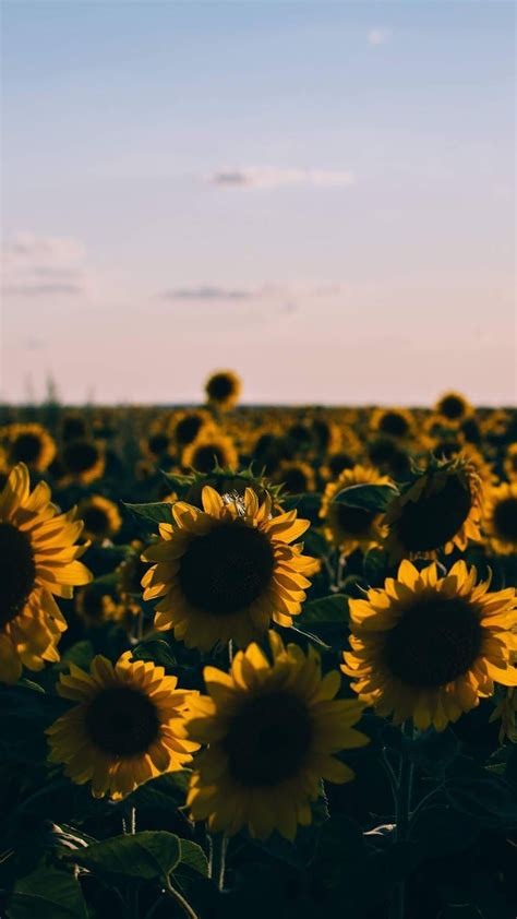 Aesthetic Sunflower Field Wallpapers - Wallpaper Cave