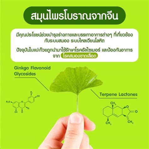 Ginkgo Biloba ผสมโสมไซบีเรีย 120 Mg 50 Veg Capsules แปะก๊วย ชะลอความเสื่อมสมอง ป้องกันอัลไซเมอร์