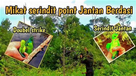 Mikat Serindit Dapat Serindit Berdasi Merah Dan Doubel Strike Serindit