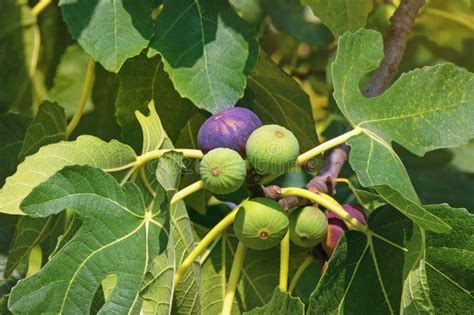 Ramas De Higuera Con Hojas Y Frutos En El Soleado D A De Oto O Foto De