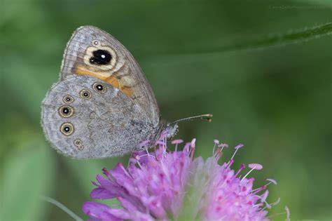 Lasiommata Maera Butterflies Of Croatia