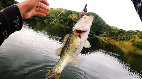 PESCA DE LOBINAS EN LA PRESA DE MONCIÓN ENCONTRÉ MANGOS DELICIOSOS