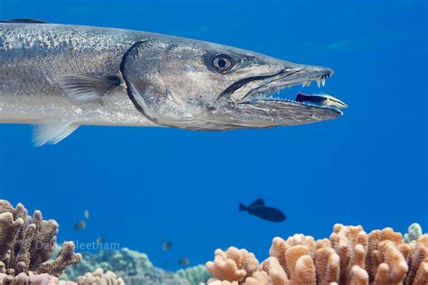 GREAT BARRACUDA Sphyraena Barracuda HAWAII David Fleetham