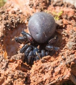 trapdoor spider | Roads End Naturalist