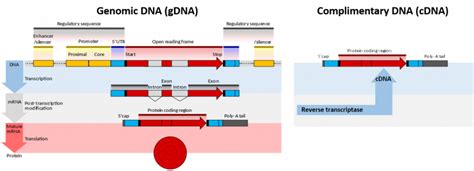 Chapter 5 Investigating Dna Chemistry