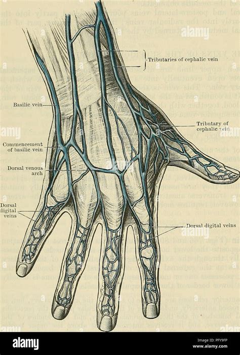 Hand Veins Anatomy Anatomical Charts Posters