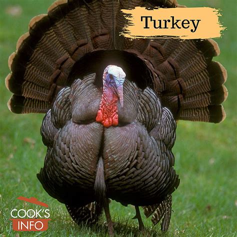 Turkey - CooksInfo