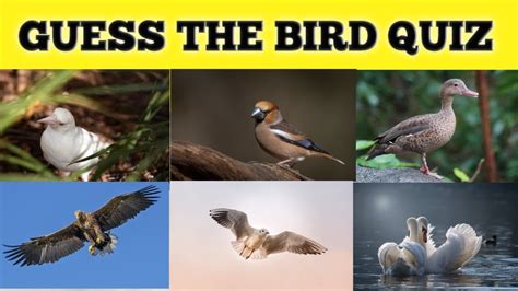 Guess The Bird Quiz Beelytical Triggeredinsaan Thequizchannel Youtube