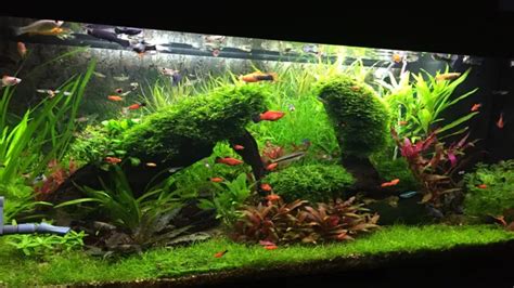 How To Add Live Plants To An Established Freshwater Aquarium A