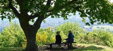 Trees That Will Create Shade Trees SA