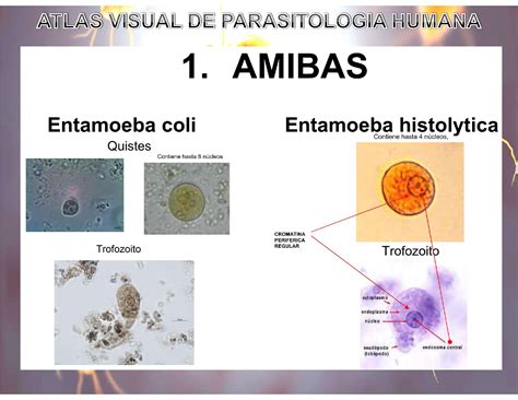 Solution Atlas Visual De Parasitologia Humana Parasitologia Studypool