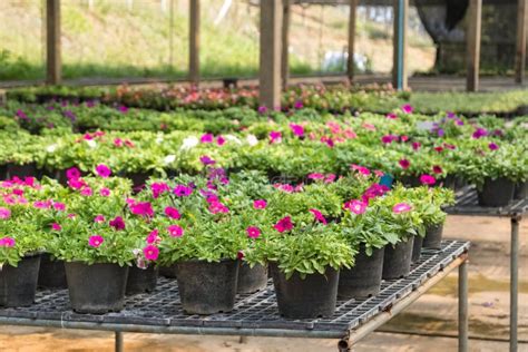 Fleurs Dans Des Pots En Vente Dans La P Pini Re D Usines Photo Stock