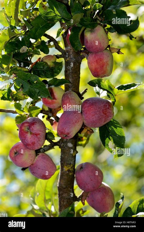 Apple Malus Pumila Schafsnase Berliner Variety Apples